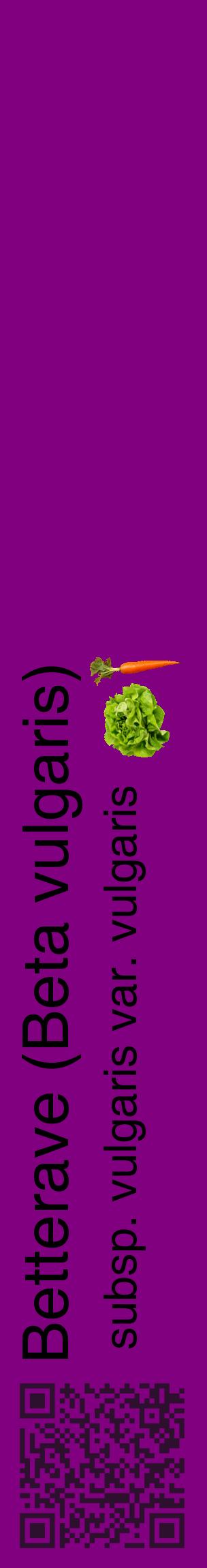 Étiquette de : Beta vulgaris subsp. vulgaris var. vulgaris - format c - style noire46_basiquehel avec qrcode et comestibilité simplifiée