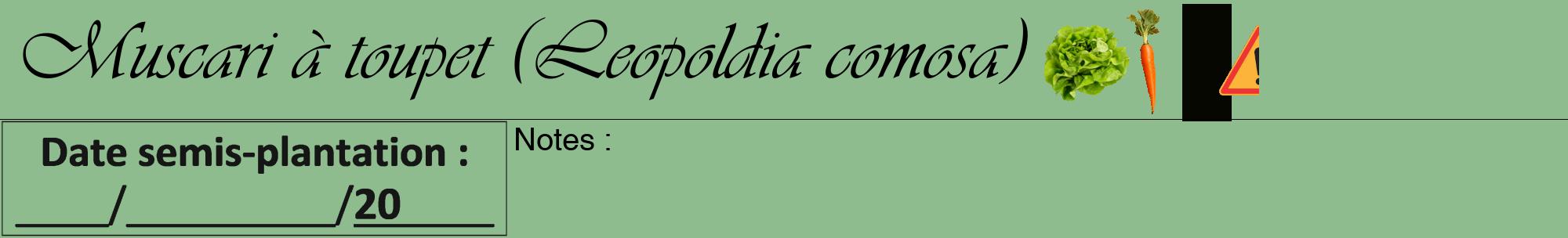 Étiquette de : Leopoldia comosa - format a - style noire13viv avec comestibilité simplifiée