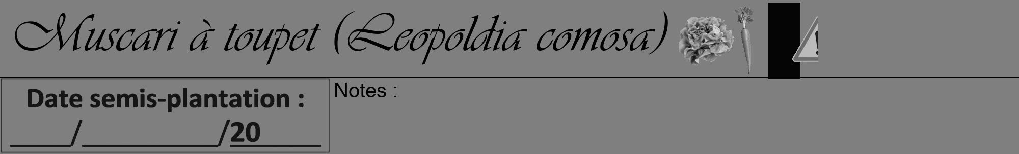 Étiquette de : Leopoldia comosa - format a - style noire57viv avec comestibilité simplifiée