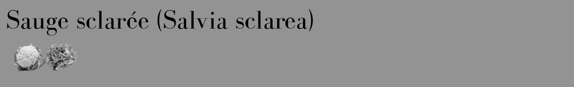 Étiquette de : Salvia sclarea - format c - style noire44_basique_basiquebod avec comestibilité simplifiée