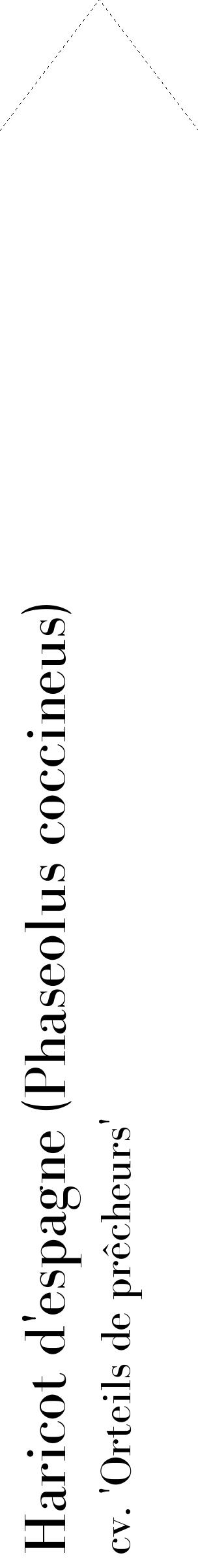 Étiquette de : Phaseolus coccineus cv. 'Orteils de prêcheurs' - format c - style noire60_simplebod avec comestibilité