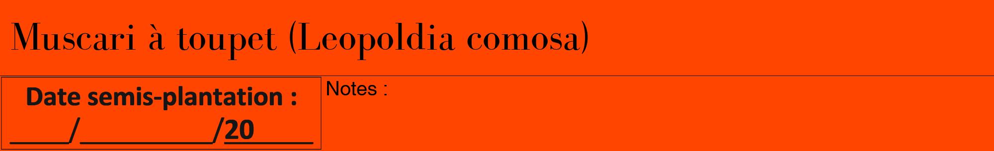 Étiquette de : Leopoldia comosa - format a - style noire26bod avec comestibilité