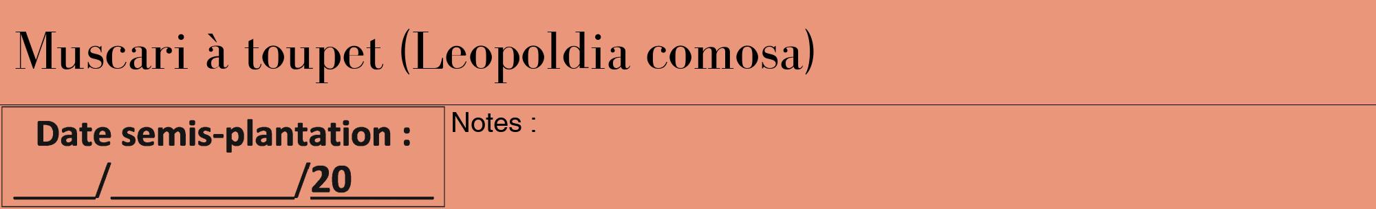 Étiquette de : Leopoldia comosa - format a - style noire37bod avec comestibilité