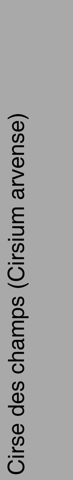 Étiquette de : Cirsium arvense - format c - style noire13_basique_basiquehel avec comestibilité - position verticale