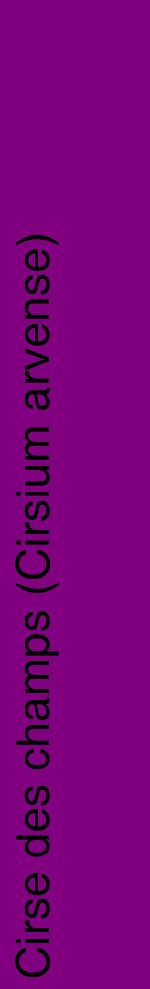 Étiquette de : Cirsium arvense - format c - style noire46_basiquehel avec comestibilité