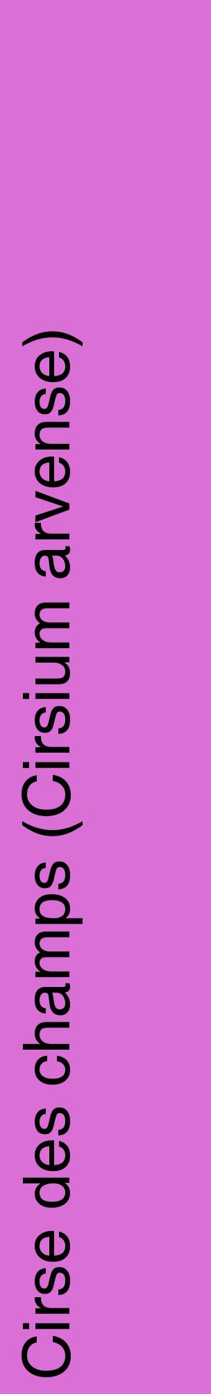 Étiquette de : Cirsium arvense - format c - style noire52_basiquehel avec comestibilité