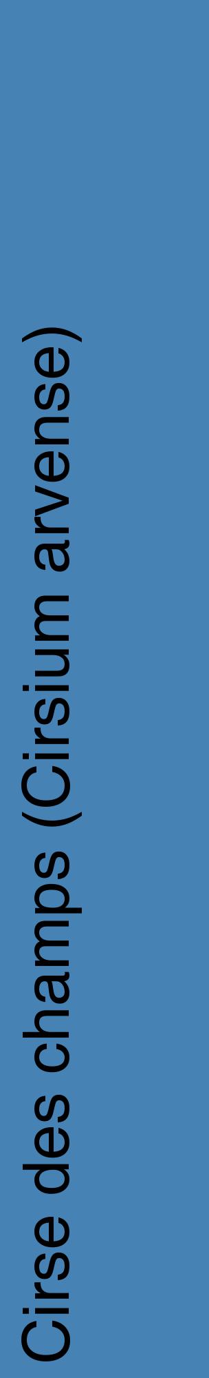 Étiquette de : Cirsium arvense - format c - style noire5_basiquehel avec comestibilité