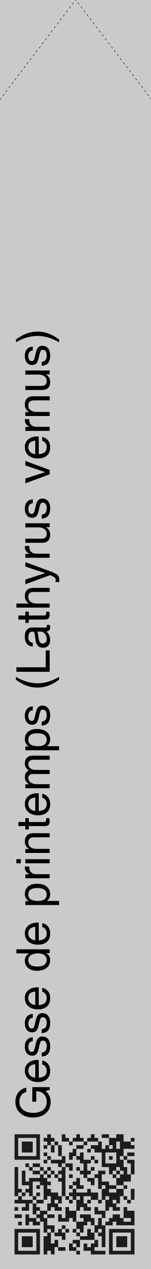 Étiquette de : Lathyrus vernus - format c - style noire21_simple_simplehel avec qrcode et comestibilité - position verticale
