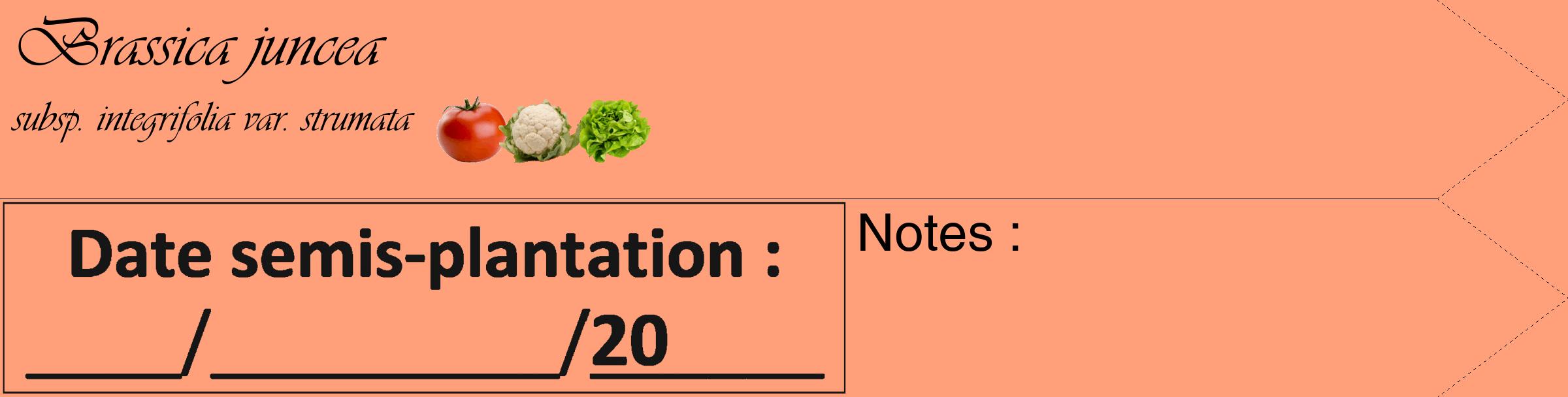 Étiquette de : Brassica juncea subsp. integrifolia var. strumata - format c - style noire39_simple_simpleviv avec comestibilité simplifiée