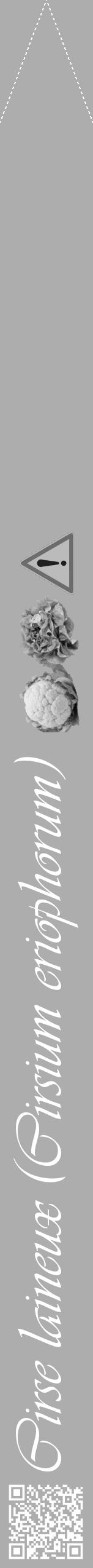 Étiquette de : Cirsium eriophorum - format b - style blanche22viv avec qrcode et comestibilité simplifiée - position verticale
