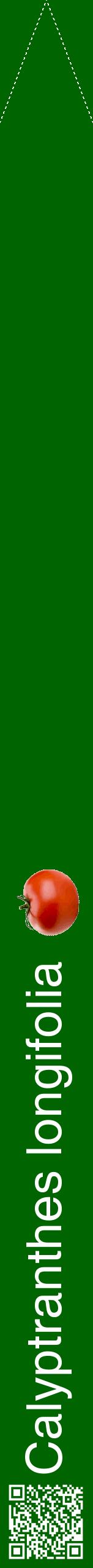 Étiquette de : Calyptranthes longifolia - format b - style blanche8hel avec qrcode et comestibilité simplifiée