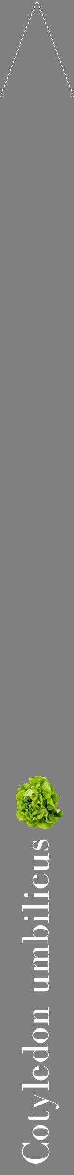 Étiquette de : Cotyledon umbilicus - format b - style blanche57bod avec comestibilité simplifiée