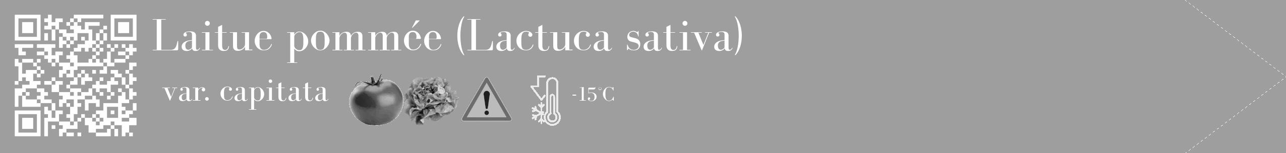 Étiquette de : Lactuca sativa var. capitata - format c - style blanche42simple_simple_simplebod avec qrcode et comestibilité simplifiée