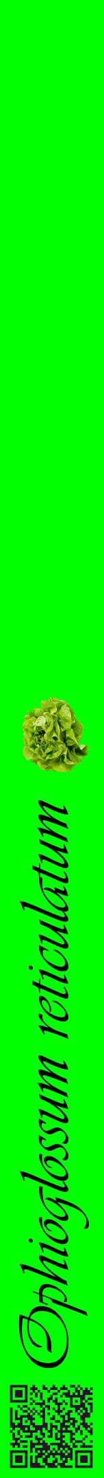 Étiquette de : Ophioglossum reticulatum - format a - style noire16viv avec qrcode et comestibilité simplifiée