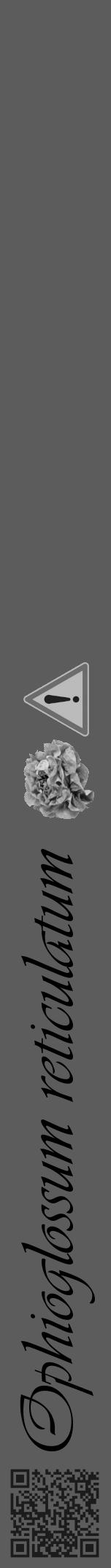 Étiquette de : Ophioglossum reticulatum - format a - style noire49viv avec qrcode et comestibilité simplifiée - position verticale