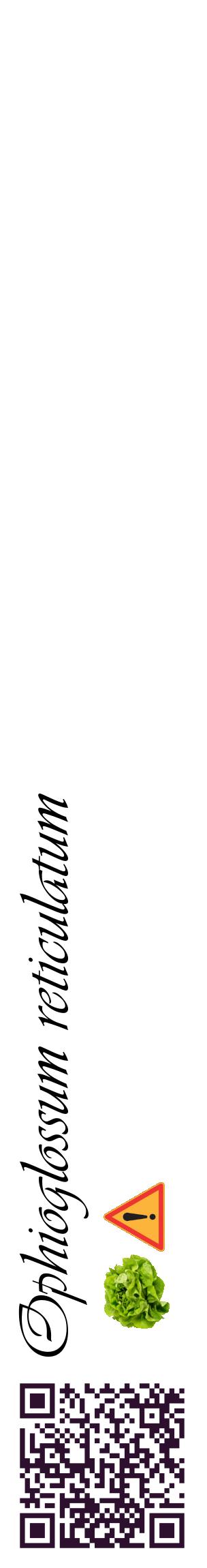Étiquette de : Ophioglossum reticulatum - format c - style noire60_basiqueviv avec qrcode et comestibilité simplifiée