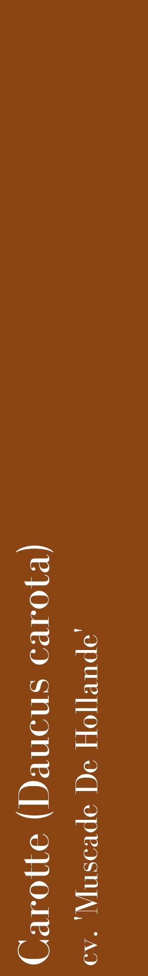 Étiquette de : Daucus carota cv. 'Muscade De Hollande' - format c - style blanche30_basiquebod avec comestibilité