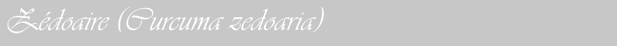 Étiquette de : Curcuma zedoaria - format a - style blanche15viv avec comestibilité