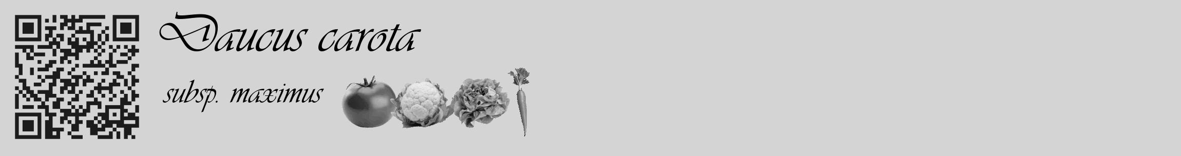 Étiquette de : Daucus carota subsp. maximus - format c - style noire40_basique_basiqueviv avec qrcode et comestibilité simplifiée