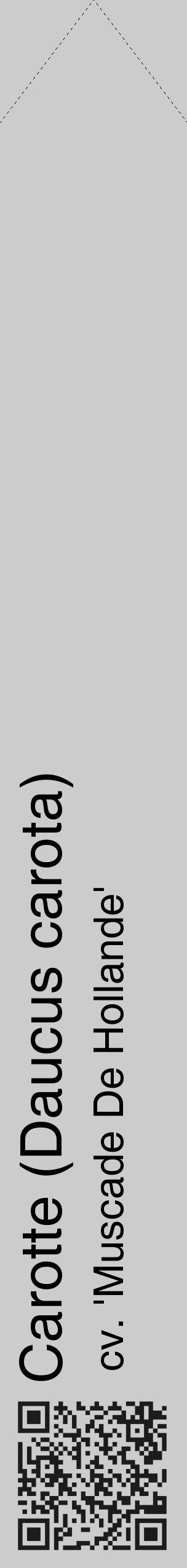 Étiquette de : Daucus carota cv. 'Muscade De Hollande' - format c - style noire0_simple_simplehel avec qrcode et comestibilité - position verticale