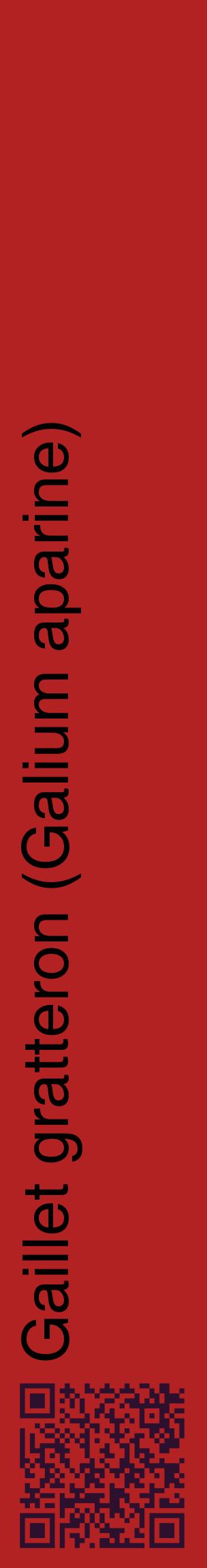 Étiquette de : Galium aparine - format c - style noire28_basiquehel avec qrcode et comestibilité