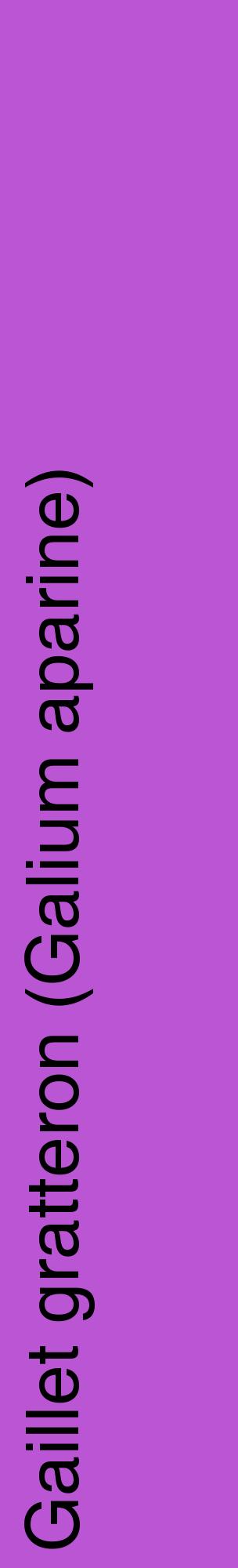 Étiquette de : Galium aparine - format c - style noire50_basiquehel avec comestibilité