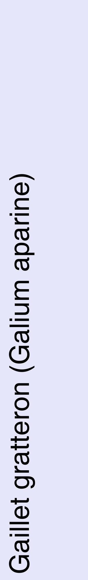 Étiquette de : Galium aparine - format c - style noire55_basiquehel avec comestibilité