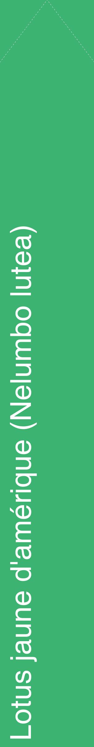 Étiquette de : Nelumbo lutea - format c - style blanche12_simplehel avec comestibilité