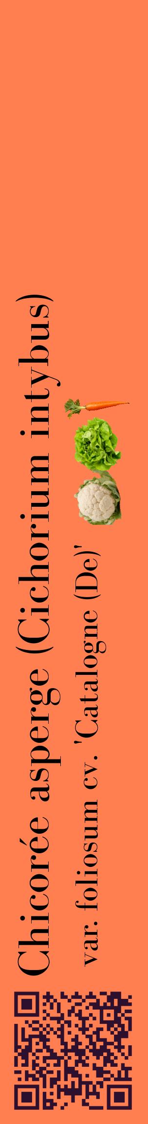 Étiquette de : Cichorium intybus var. foliosum cv. 'Catalogne (De)' - format c - style noire24_basiquebod avec qrcode et comestibilité simplifiée