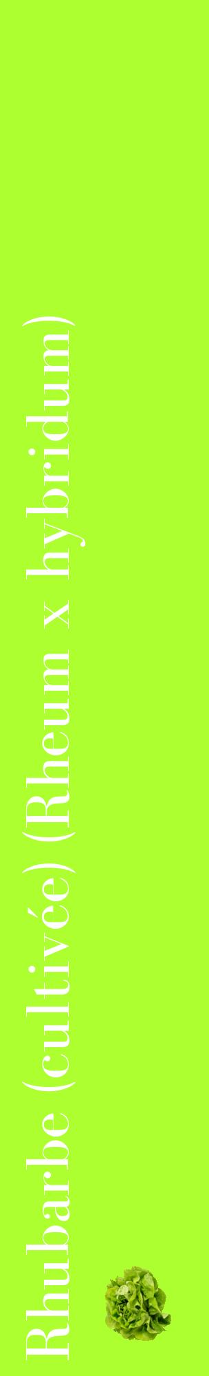 Étiquette de : Rheum x hybridum - format c - style blanche17_basiquebod avec comestibilité simplifiée