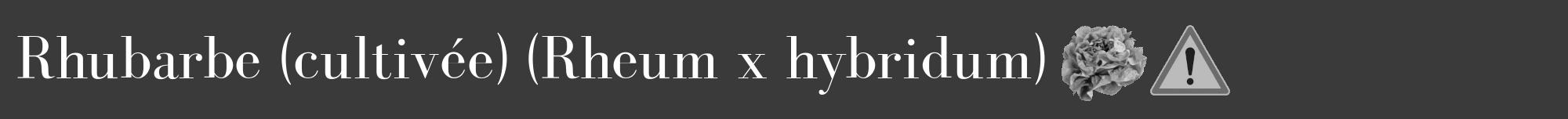 Étiquette de : Rheum x hybridum - format a - style blanche8bod avec comestibilité simplifiée