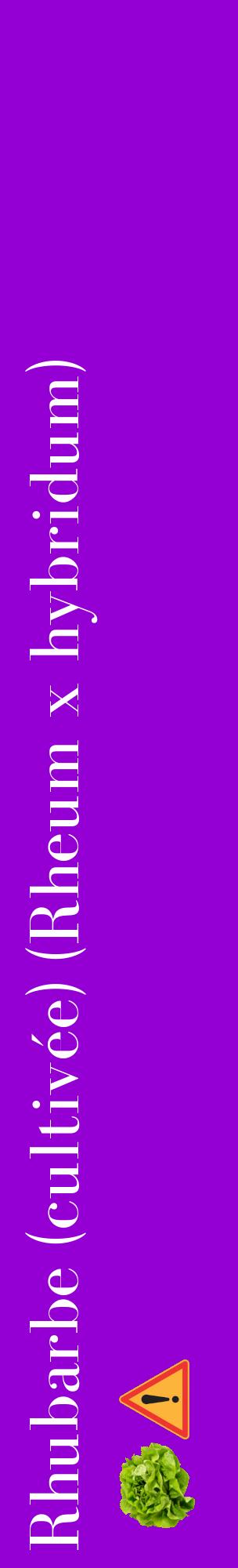 Étiquette de : Rheum x hybridum - format c - style blanche48_basiquebod avec comestibilité simplifiée