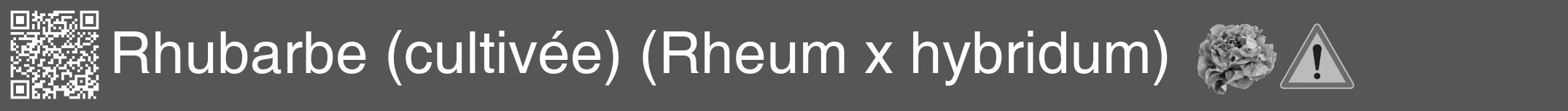 Étiquette de : Rheum x hybridum - format a - style blanche45hel avec qrcode et comestibilité simplifiée