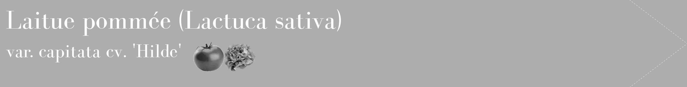 Étiquette de : Lactuca sativa var. capitata cv. 'Hilde' - format c - style blanche22simple_simple_simplebod avec comestibilité simplifiée