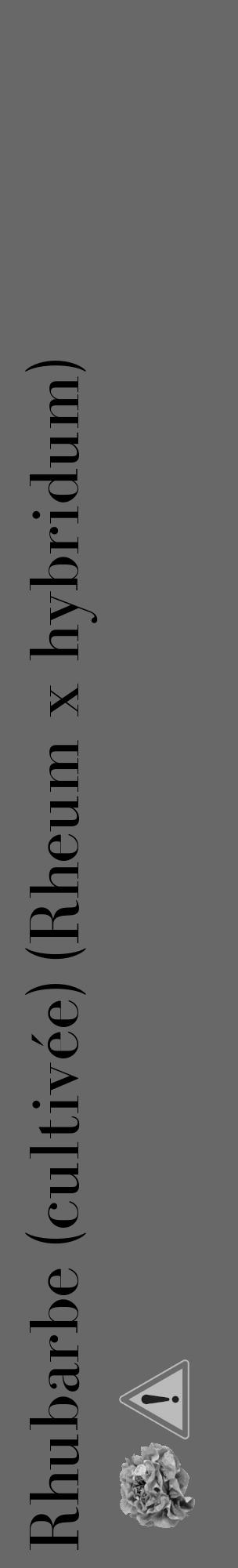 Étiquette de : Rheum x hybridum - format c - style noire43_basique_basiquebod avec comestibilité simplifiée - position verticale