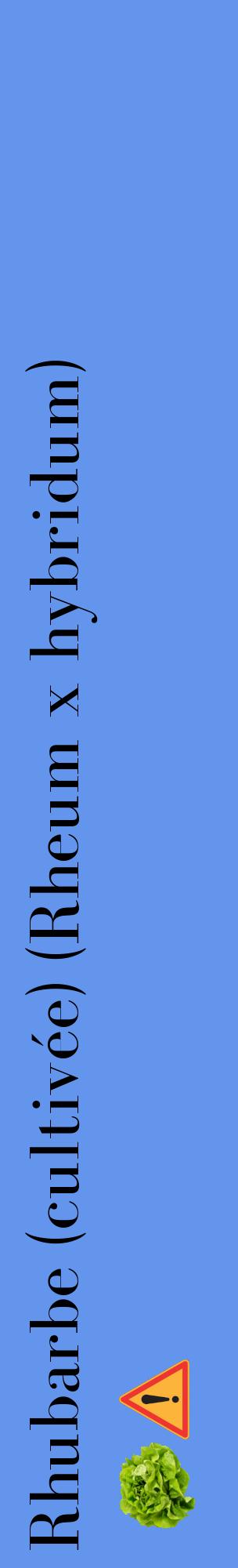 Étiquette de : Rheum x hybridum - format c - style noire4_basiquebod avec comestibilité simplifiée