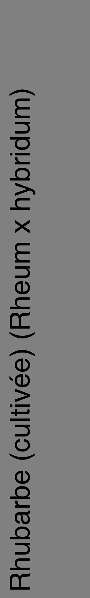 Étiquette de : Rheum x hybridum - format c - style noire57_basiquehel avec comestibilité