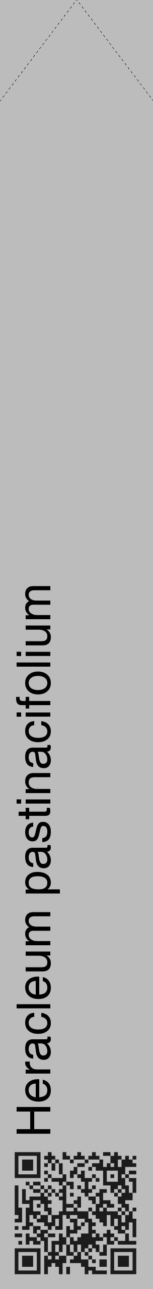 Étiquette de : Heracleum pastinacifolium - format c - style noire1_simple_simplehel avec qrcode et comestibilité - position verticale