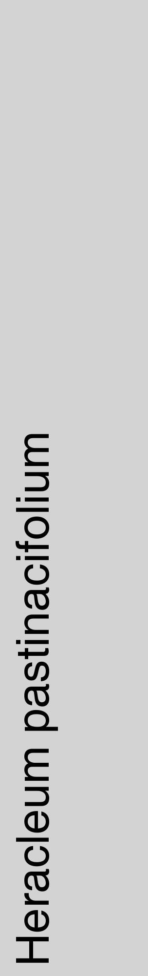 Étiquette de : Heracleum pastinacifolium - format c - style noire56_basiquehel avec comestibilité