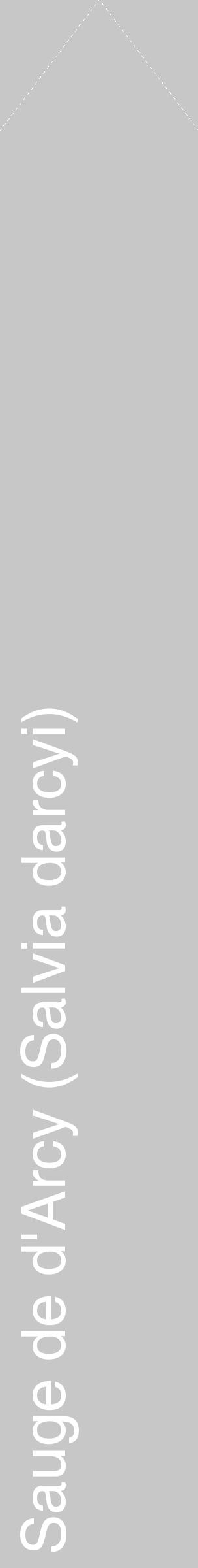 Étiquette de : Salvia darcyi - format c - style blanche15_simple_simplehel avec comestibilité - position verticale