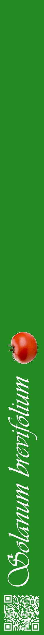 Étiquette de : Solanum brevifolium - format a - style blanche10viv avec qrcode et comestibilité simplifiée