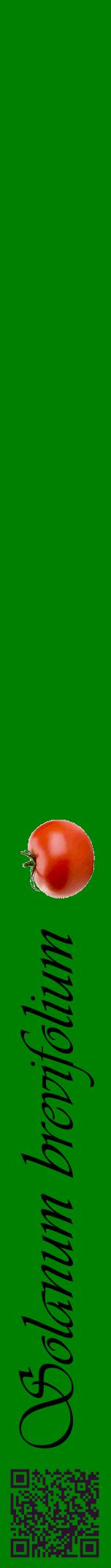 Étiquette de : Solanum brevifolium - format a - style noire9viv avec qrcode et comestibilité simplifiée