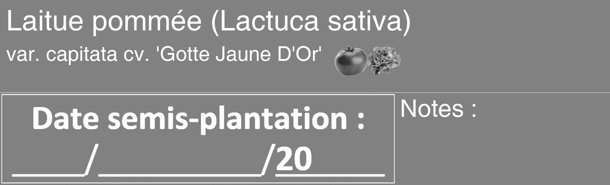 Étiquette de : Lactuca sativa var. capitata cv. 'Gotte Jaune D'Or' - format c - style blanche50_basique_basiquehel avec comestibilité simplifiée