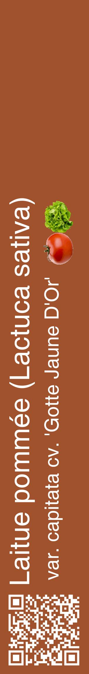 Étiquette de : Lactuca sativa var. capitata cv. 'Gotte Jaune D'Or' - format c - style blanche32_basiquehel avec qrcode et comestibilité simplifiée