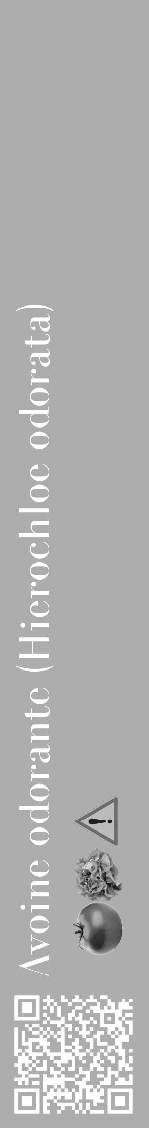 Étiquette de : Hierochloe odorata - format c - style blanche22_basique_basiquebod avec qrcode et comestibilité simplifiée - position verticale