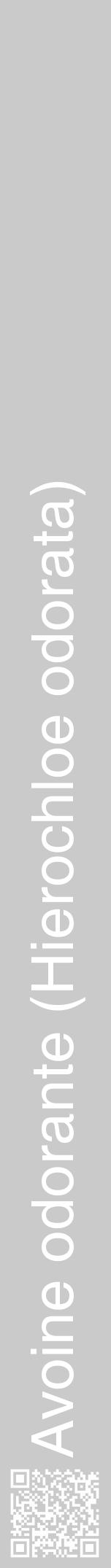 Étiquette de : Hierochloe odorata - format a - style blanche21hel avec qrcode et comestibilité - position verticale