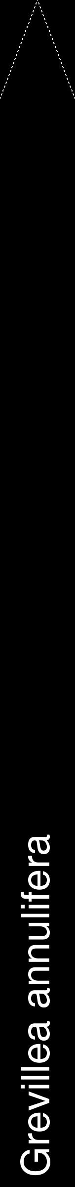 Étiquette de : Grevillea annulifera - format b - style blanche59hel avec comestibilité - position verticale