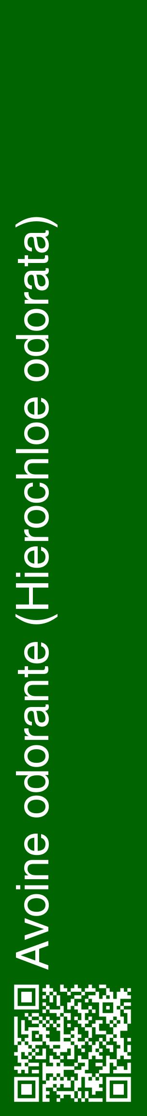 Étiquette de : Hierochloe odorata - format c - style blanche8_basiquehel avec qrcode et comestibilité