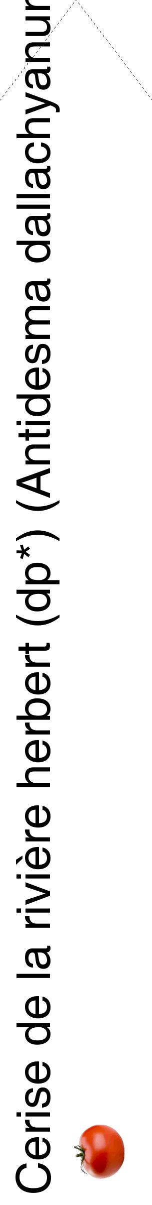Étiquette de : Antidesma dallachyanum - format c - style noire60_simplehel avec comestibilité simplifiée