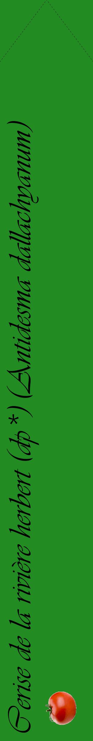 Étiquette de : Antidesma dallachyanum - format c - style noire10_simpleviv avec comestibilité simplifiée